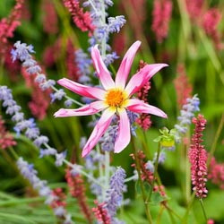 Dahlias, Dahlia Types, dahlia Varieties, Cactus Dahlias, Semi Cactus Dahlias, Decorative Dahlias, Pompon Dahlias, Ball Dahlias, Anemone Dahlias, Collarette Dahlias, Mignon Dahlias, Single Dahlias, Peony Dahlias, Orchid Dahlias, Waterlily Dahlias